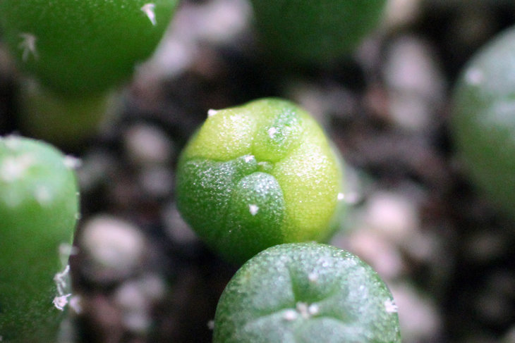 Lophophora fricii Viesca (ex-Habermann)