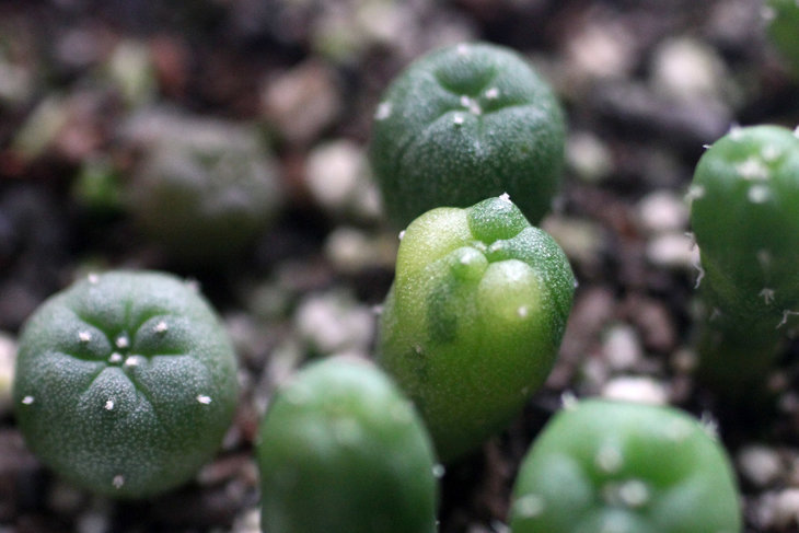 Lophophora fricii Viesca (ex-Habermann)
