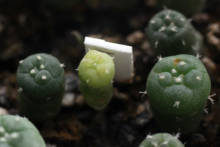 Lophophora koehresii Swoboda E of Cerritos - San Bartolo, SLP