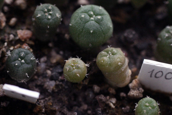Lophophora koehresii VM212 La Morita и Lophophora koehresii Swoboda E of Cerritos - San Bartolo, SLP