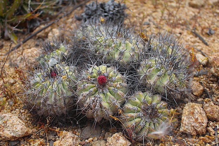 copiapoa grandiflora