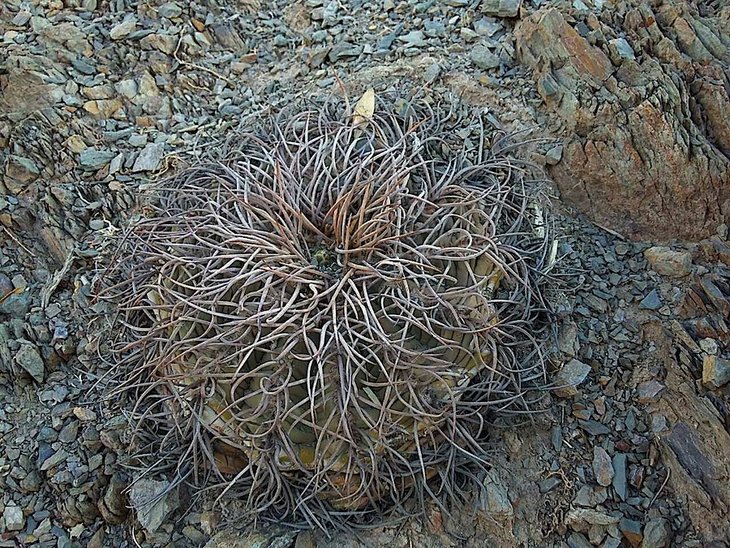 gymnocalycium spegazzinii