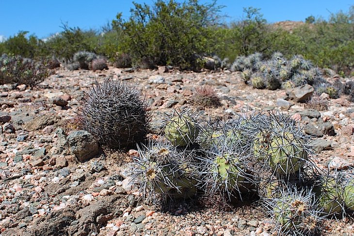 Gymnocalycium nidulans,Tephrocactus alexanderi