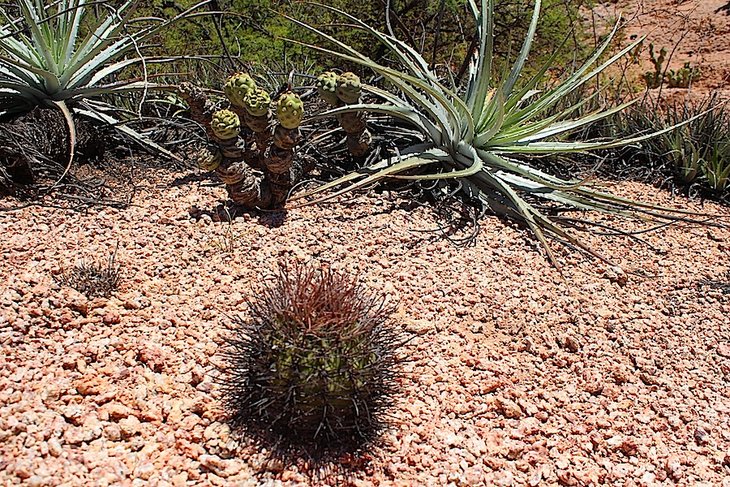 gymnocalycium coloradense