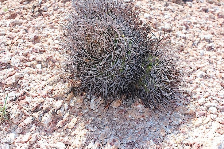 gymnocalycium coloradense