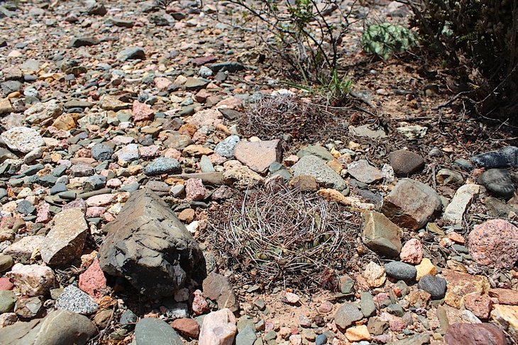gymnocalycium nidulans