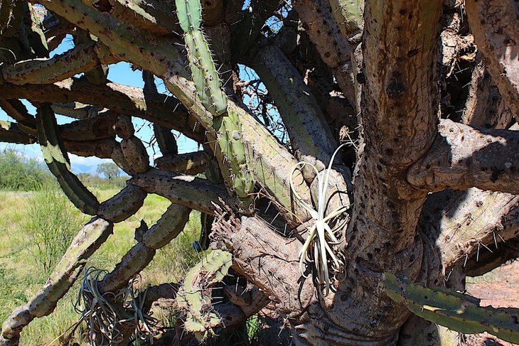 tillandsia sp