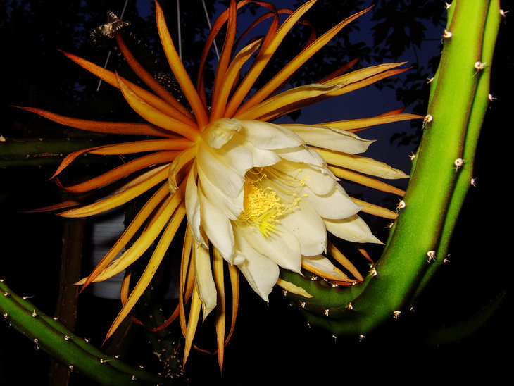 13. Selenicereus grandiflorus