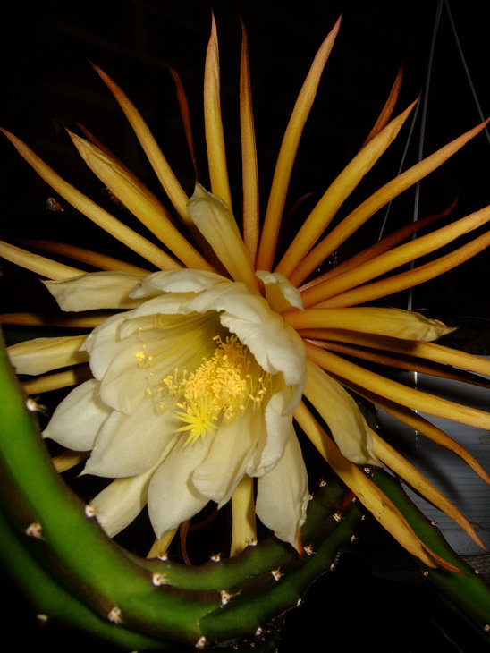 12. Selenicereus grandiflorus