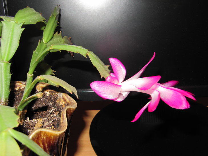 16. Schlumbergera