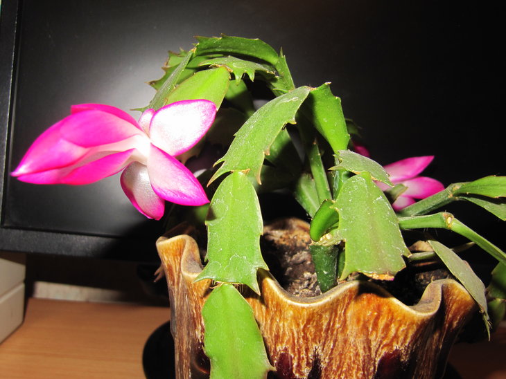 15. Schlumbergera