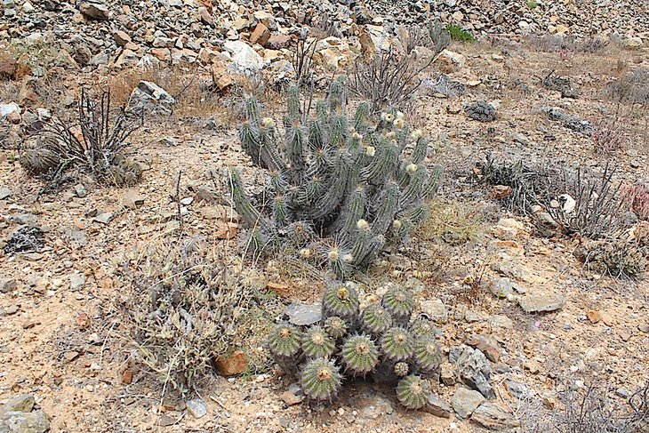copiapoa echinoides