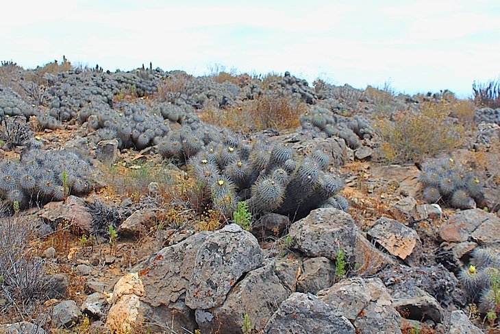 copiapoa dealbata