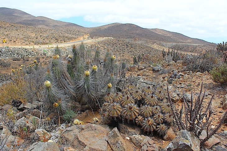 copiapoa echinoides