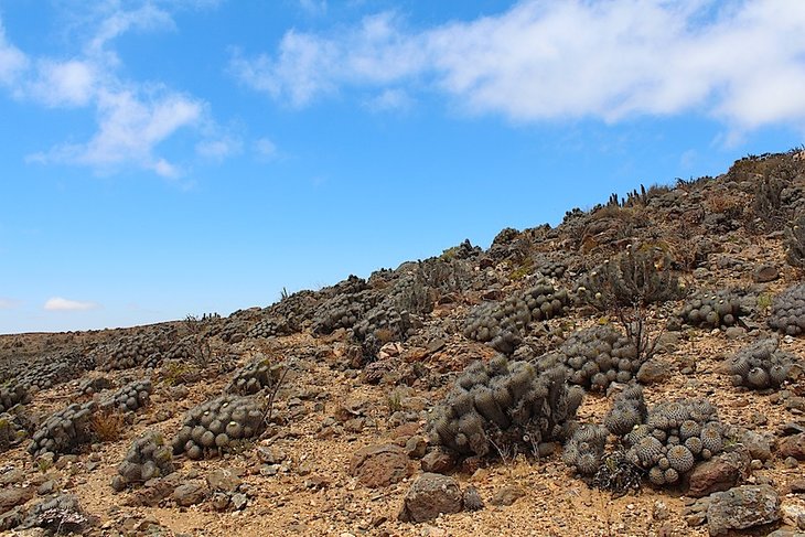copiapoa dealbata