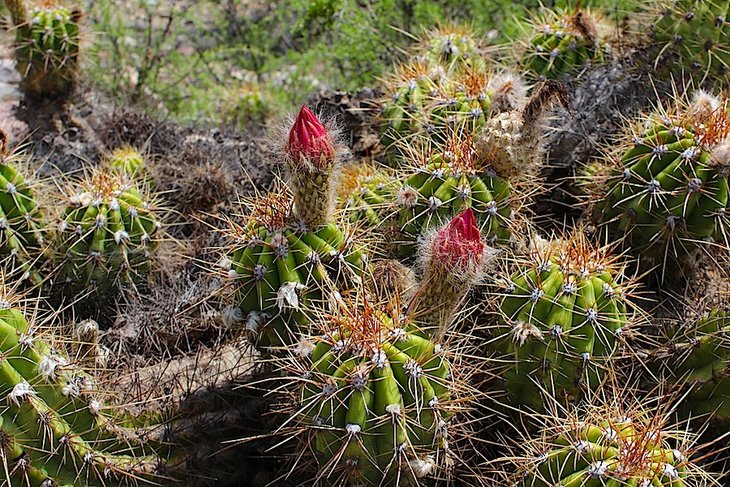 trichocereus sp