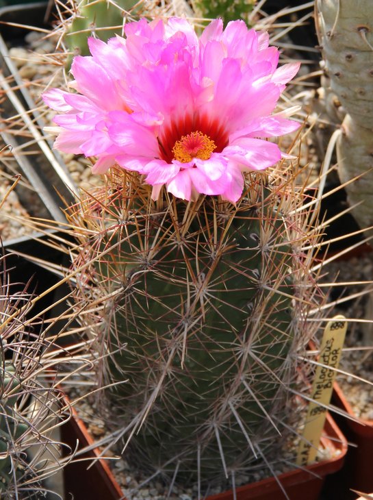 Thelocactus bicolor