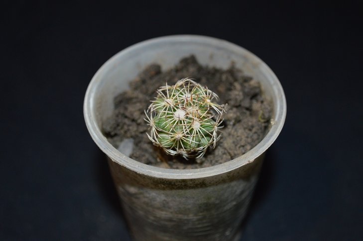 Coryphantha?