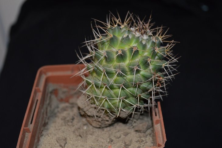 Mammillaria?