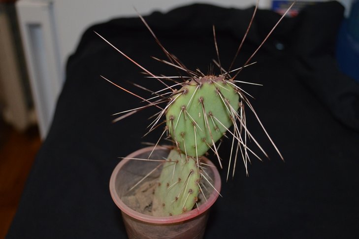 Opuntia?