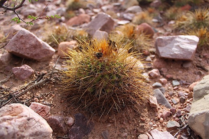 parodia maassii