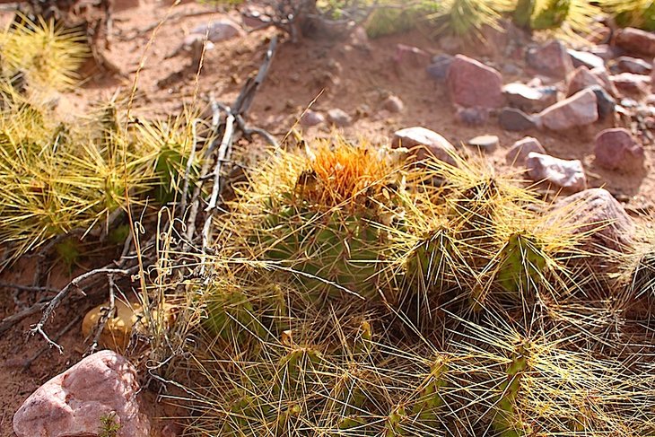 Parodia maassii &amp; Tunilla tilcarensis