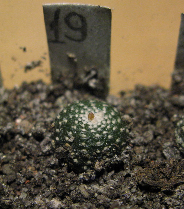 Bl.pedicillata