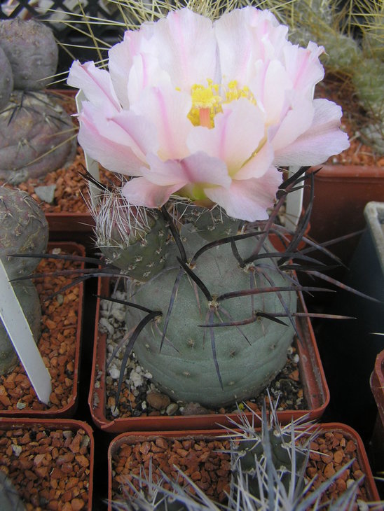 T.geometricus_MK1222.JPG