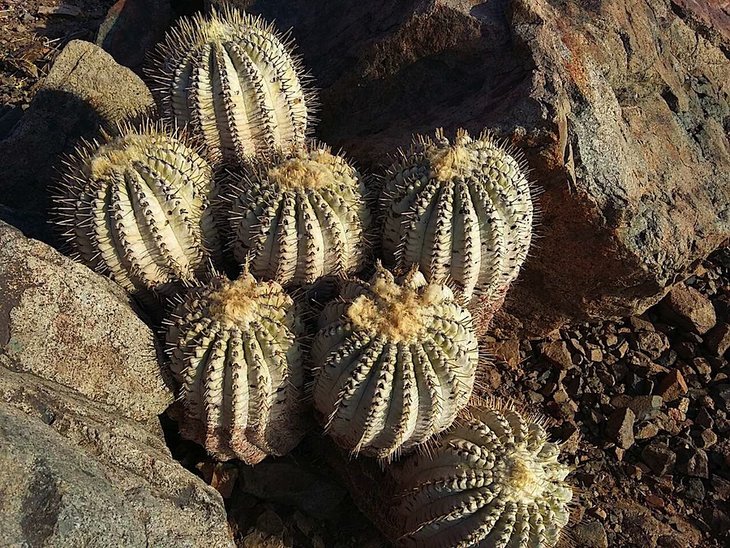 copiapoa cinerea v. albispina