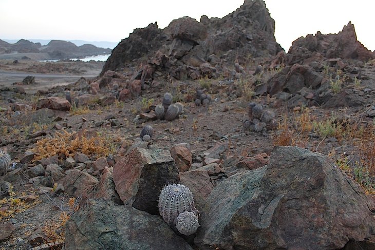 copiapoa cinerea v. albispina