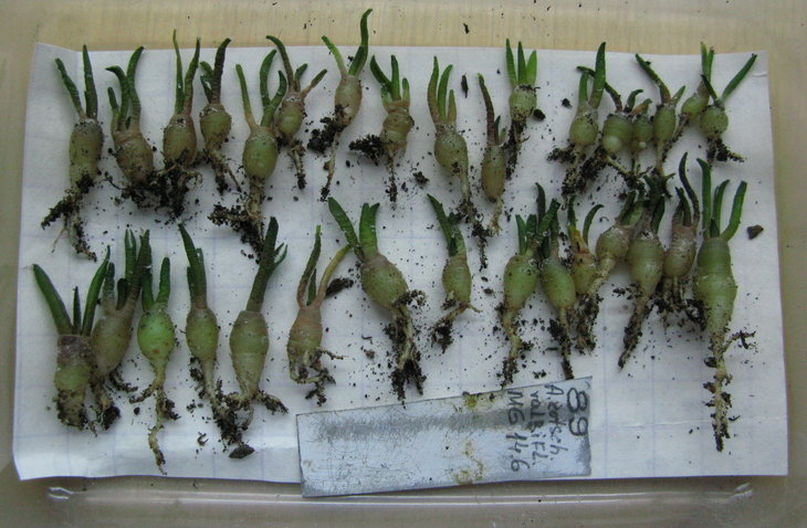 A.kotsch.v.albiflorus