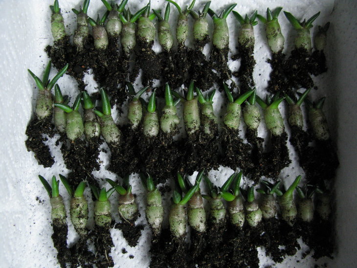 A.fissuratus