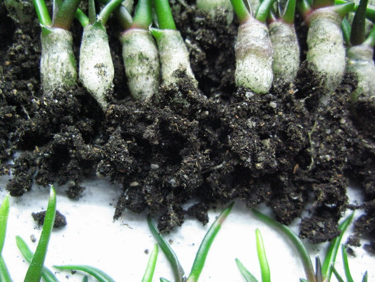 A.furfuraceus