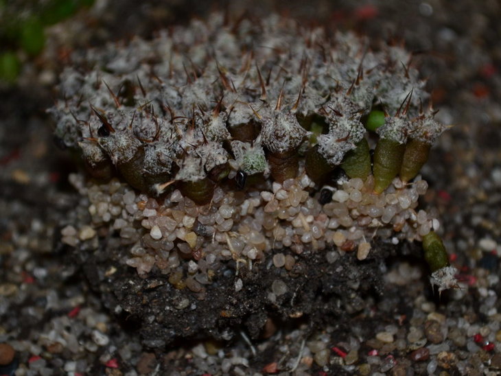DSC_0354    A. ornatum.jpg