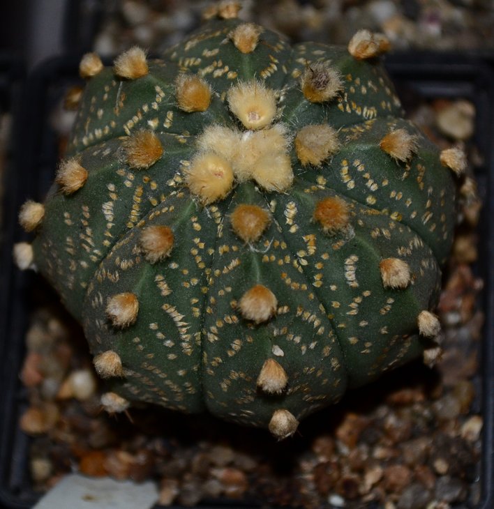 DSC_0269.jpg