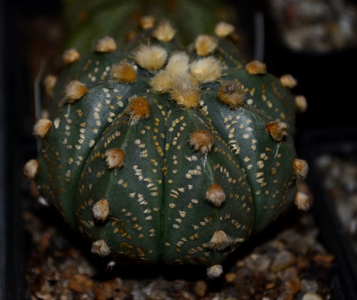 A.CapAS