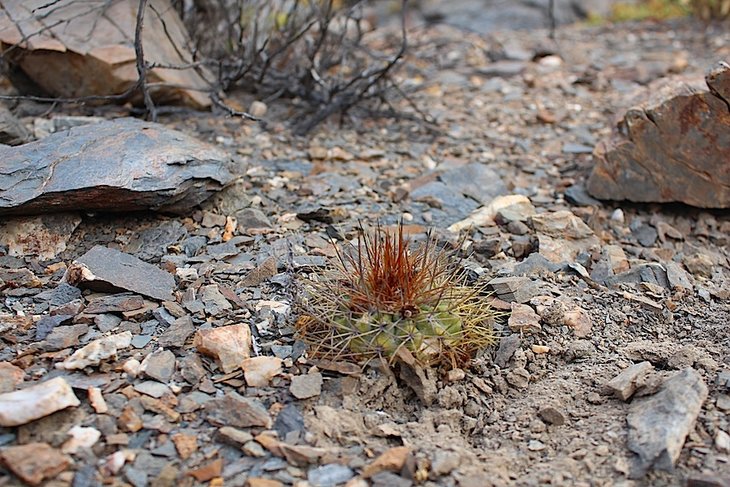 copiapoa taltalensis