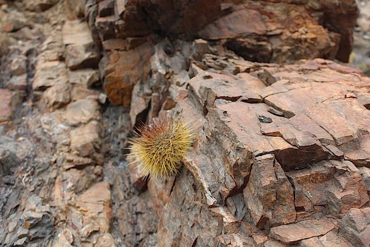 copiapoa taltalensis