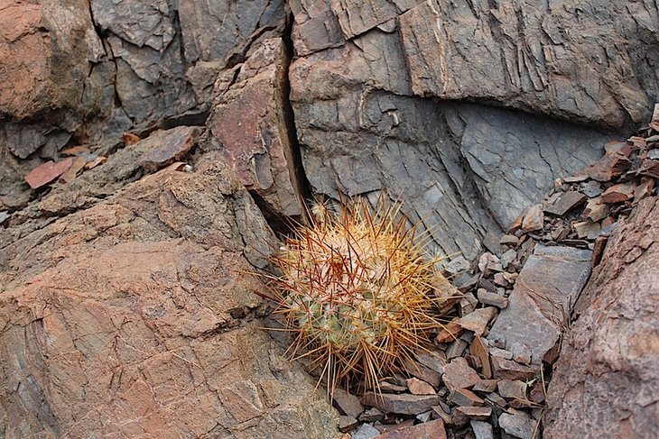 copiapoa taltalensis