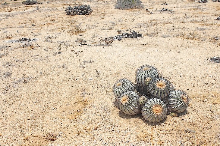 copiapoa longistaminea