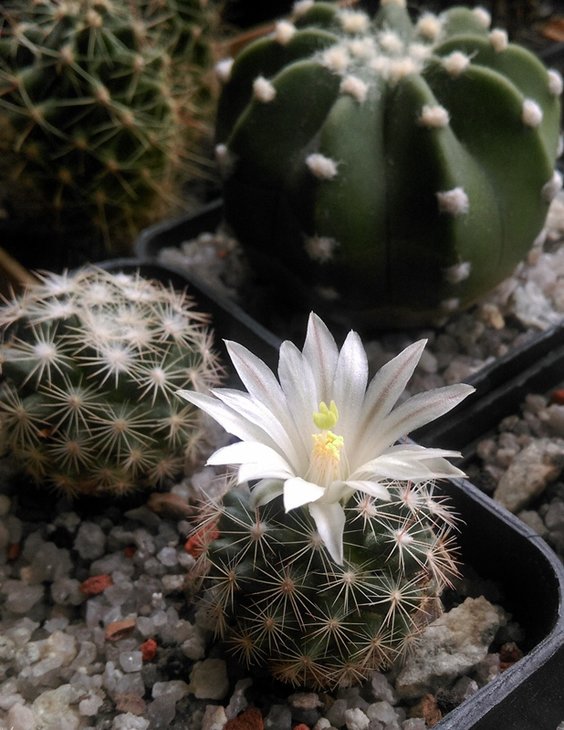 Mammillaria coahuilense_2.jpg