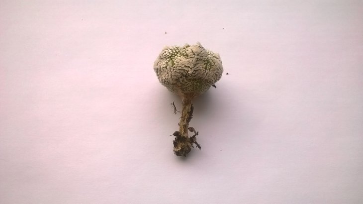 WP_20160309_001.jpg