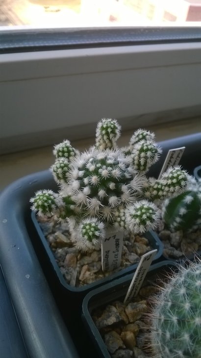 WP_20160310_001.jpg