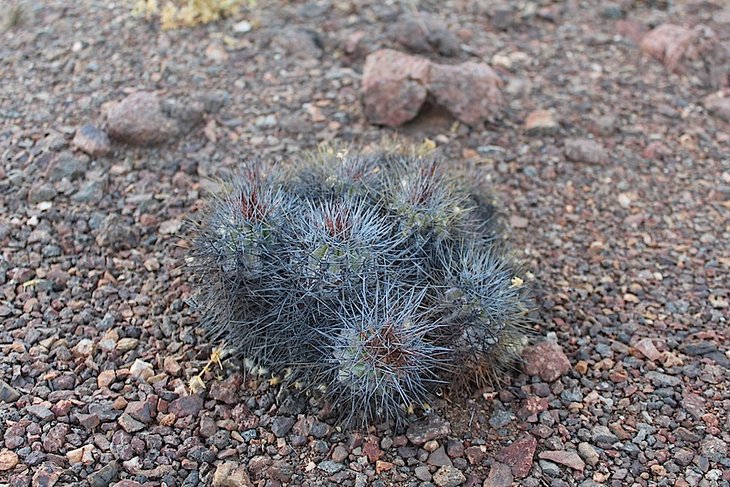 copiapoa desertorum