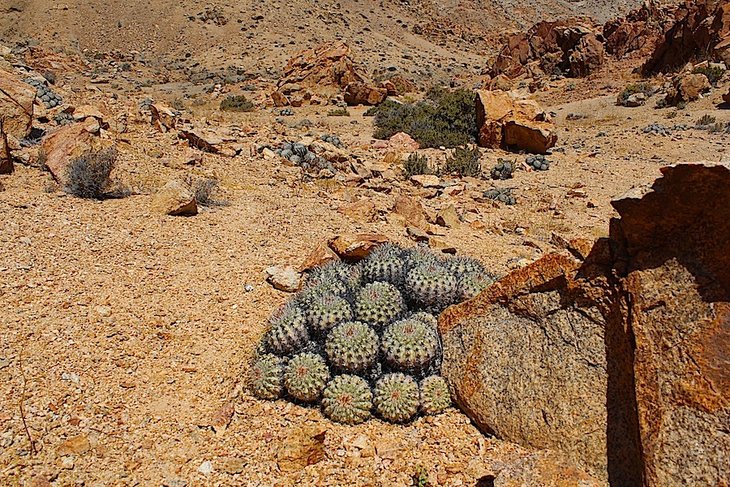 copiapoa cinerascens
