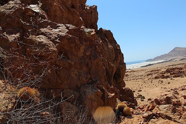 copiapoa serpentisulcata