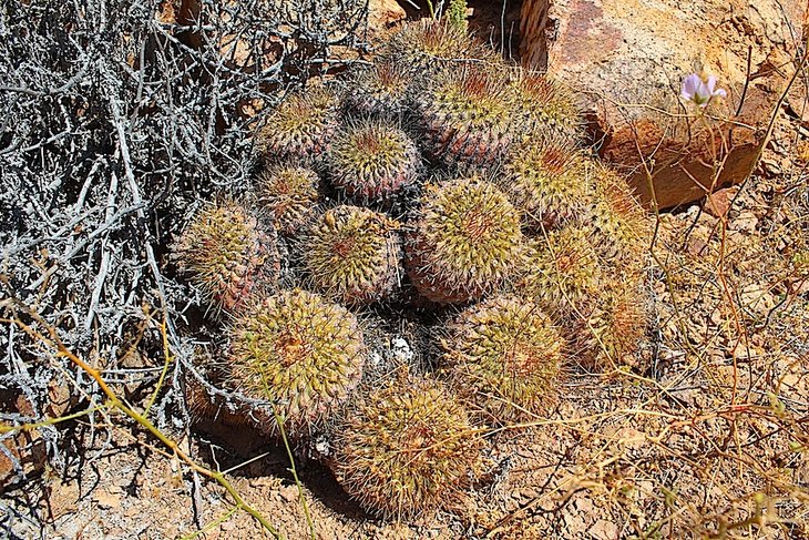 copiapoa serpentisulcata