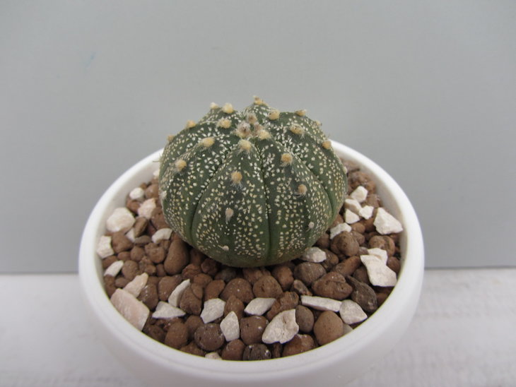 4)