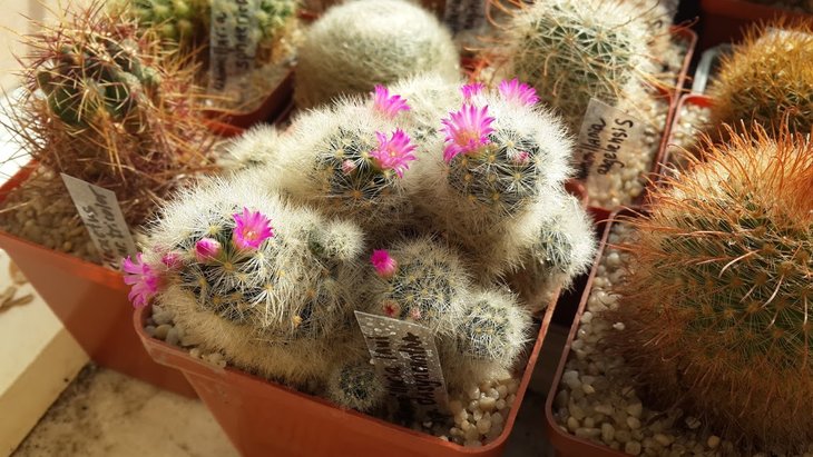 Mammillaria laui ssp. dasyacantha
