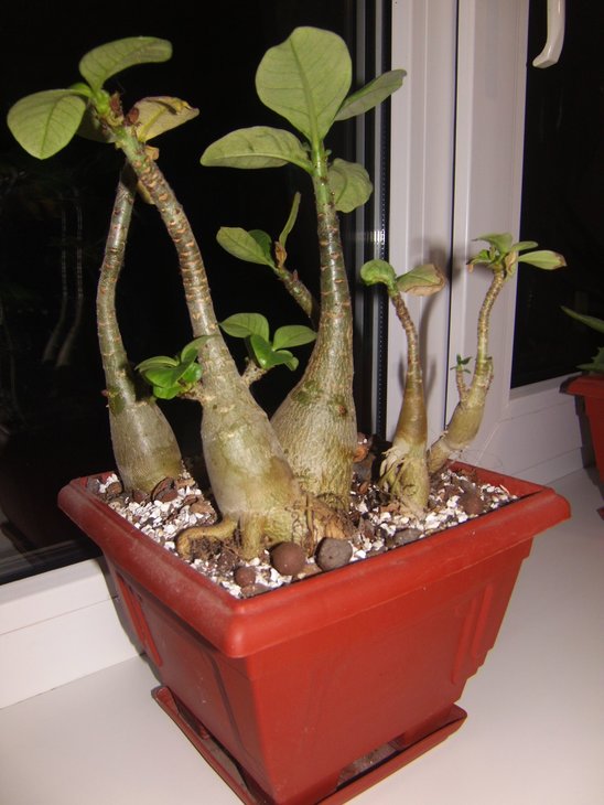 GEDC0036.JPG
